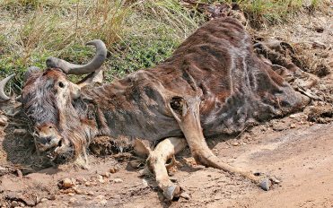 Stephen-Lwanga-Dead-buffalo